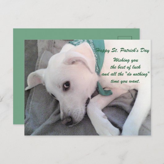 緑のスカーフを着たかわいい怠け者の白犬 ポストカード (正面/裏面)