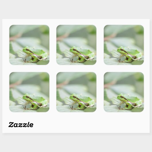 緑のステッカーのヨーロッパの木のカエル スクエアシール (シート)