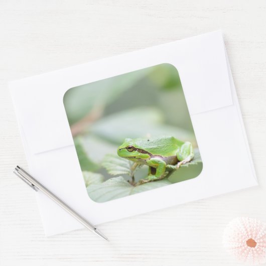 緑のステッカーのヨーロッパの木のカエル スクエアシール (封筒)