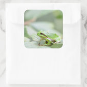 緑のステッカーのヨーロッパの木のカエル スクエアシール (バッグ)