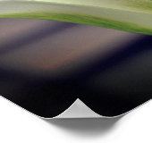 緑のストライプのチューリップ花クローズアップ ポスター (角)