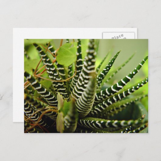 緑のスピーの小ストライプのサボテン ポストカード (正面/裏面)