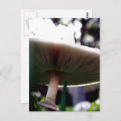 緑のスポレッドLepiotaはがき ポストカード (正面/裏面)