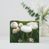 緑のスポレッドLepiotaはがき ポストカード (スタンド正面)