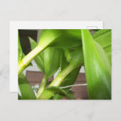 緑のデンドロビウム蘭の植物のクローズアップ ポストカード (正面/裏面)
