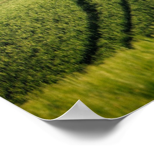 緑のトスカーネポスターの曲線の線 ポスター (角)