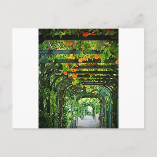 緑のトレリスにオレンジと黄色のレモン ポストカード (正面)