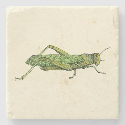 緑のバッタの縁どられたプリント ストーンコースター (正面)