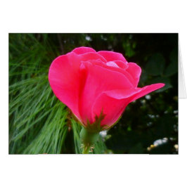 緑のバラのつぼみ