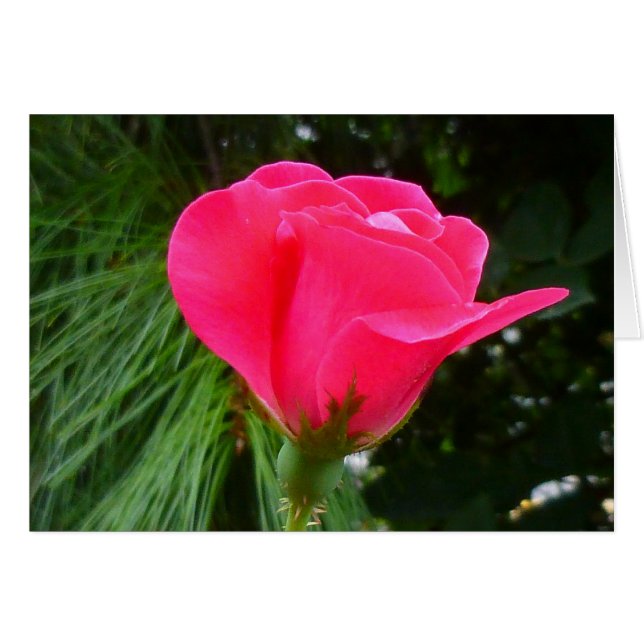 緑のバラのつぼみ (正面横)