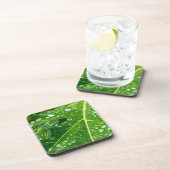 緑のパパイヤの葉に雨が滴る コースター (右側)