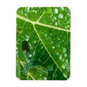 緑のパパイヤの葉に雨が滴る マグネット (縦)