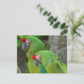 緑のパロット ポストカード (スタンド正面)