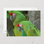 緑のパロット ポストカード (正面/裏面)