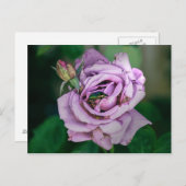 緑のビートルズが登場するピンクのローズ ポストカード (正面/裏面)