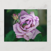 緑のビートルズが登場するピンクのローズ ポストカード (正面)