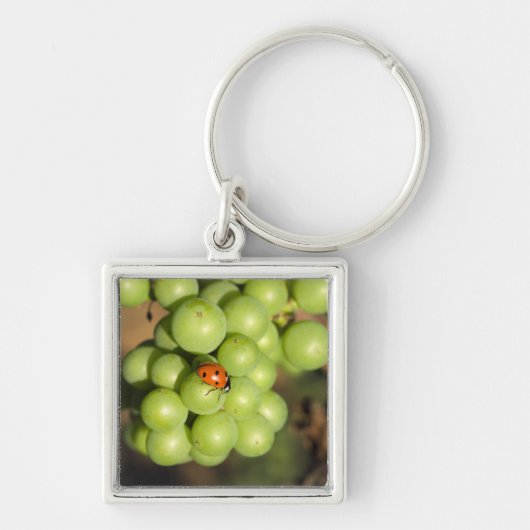 緑のピノ・ノワールのブドウのレディバグのクローズアップ キーホルダー (正面)