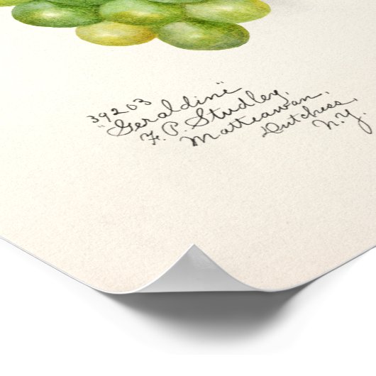 緑のブドウの房フルーツ水の色絵画の ポスター (角)