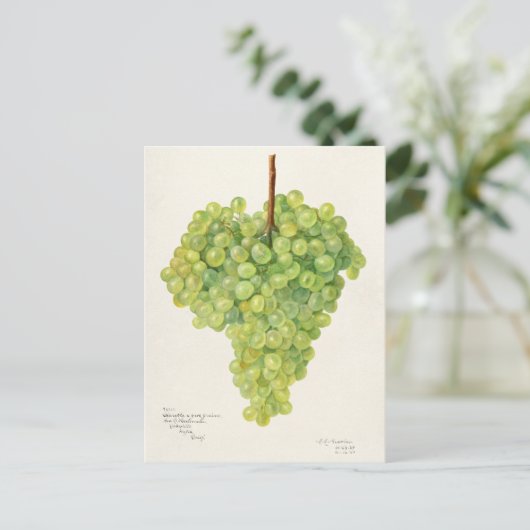 緑のブドウの房果実水絵画色 ポストカード (スタンド正面)