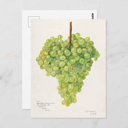緑のブドウの房果実水絵画色 ポストカード (正面/裏面)