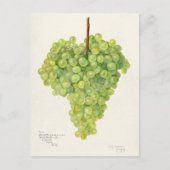 緑のブドウの房果実水絵画色 ポストカード (正面)