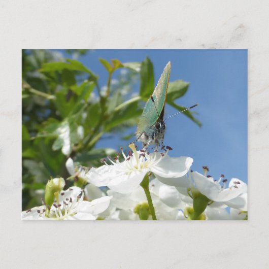 緑のヘアストリークバタフライDIYポストカード ポストカード (正面)