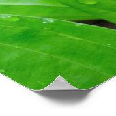 緑のホスタ葉ーズと水滴 ポスター (角)