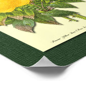 緑のポスターにピンクと黄色の植物性バラ ポスター (角)