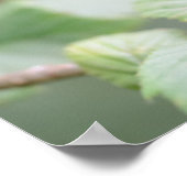 緑のポスターのヨーロッパの木のカエル ポスター (角)