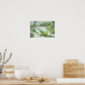 緑のポスターのヨーロッパの木のカエル ポスター (キッチン)