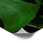 緑のモンステ葉ラ葉とヤシ ポスター (角)