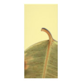 緑のラ離れックカード ラックカード (裏面)