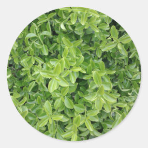 緑の両掛けの低木のタイプ植物の写真のステッカー ラウンドシール