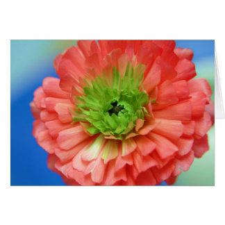 緑の中心のranunculus