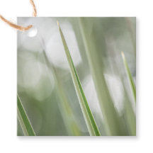 緑の先のとがった植物の自然写真