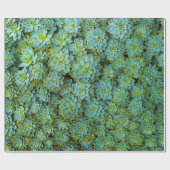 緑の光沢のある健康な多肉植物エチェベリア ラッピングペーパー (フラット)