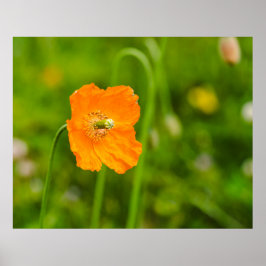 緑の写真のオレンジ色のポピー咲く夏の花 ポスター