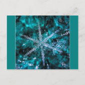 緑の写真はがき上のスノーフレーク ポストカード (正面)