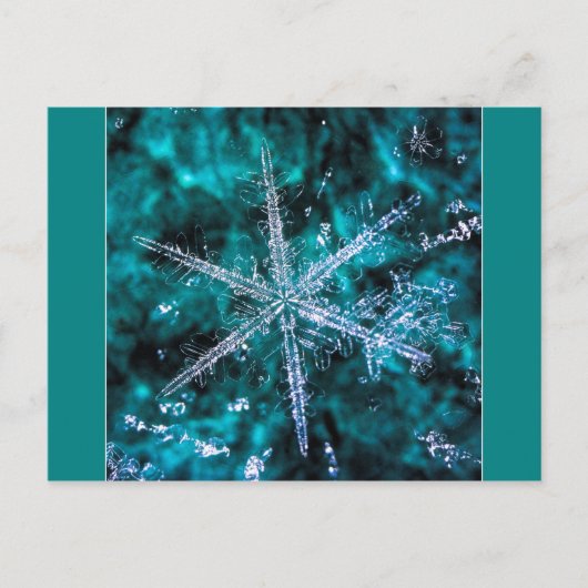 緑の写真はがき上のスノーフレーク ポストカード (正面)