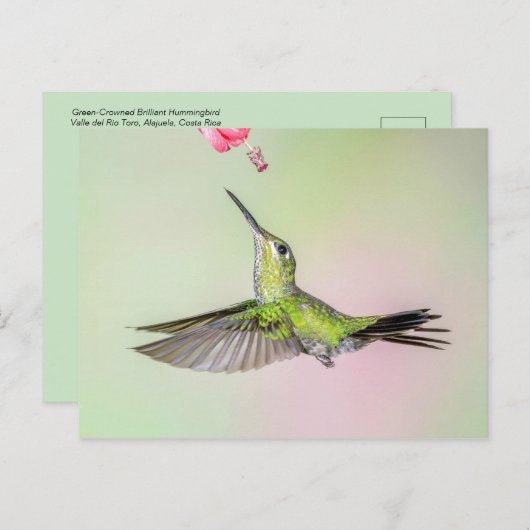 緑の冠を持つ鮮やかなハチドリ飛んでいるドリ ポストカード (正面/裏面)