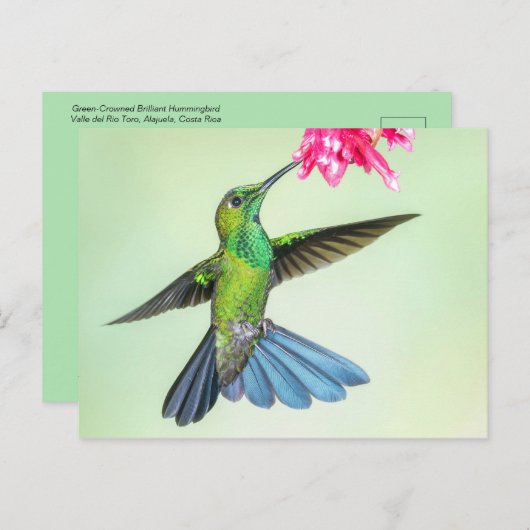 緑の冠を持つ鮮やかなハミングバード&ピンクの花 ポストカード (正面/裏面)
