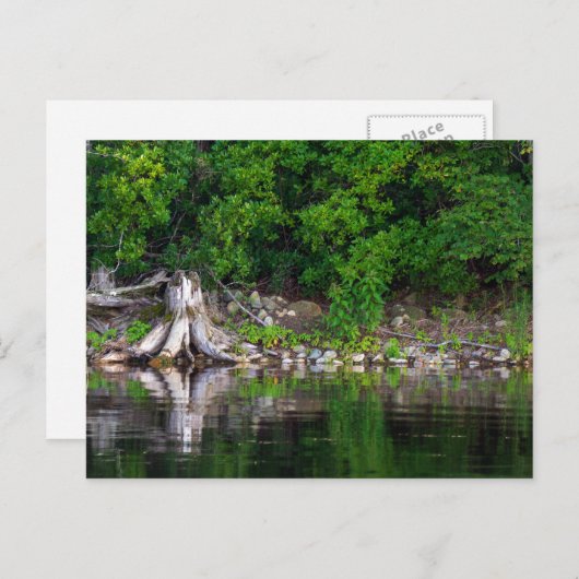 緑の反射はがき ポストカード (正面/裏面)