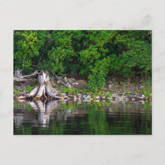 緑の反射はがき ポストカード (正面)