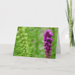 緑の地球 カード