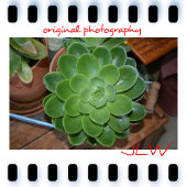緑の多肉植物の植物写真 セラミックノブ