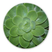 緑の多肉植物の植物写真 セラミックノブ (正面)