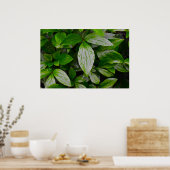 緑の大地 ポスター (キッチン)