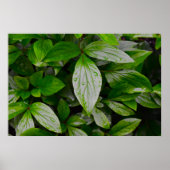 緑の大地 ポスター (正面)