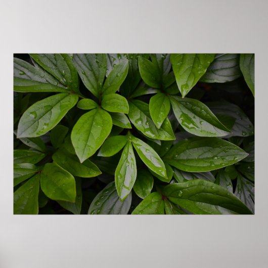 緑の大地 ポスター (正面)