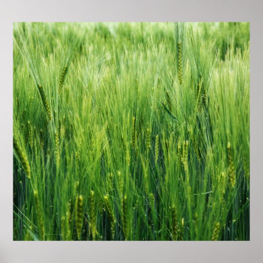 緑の大麦畑、春クローズアップ。 ポスター (正面)
